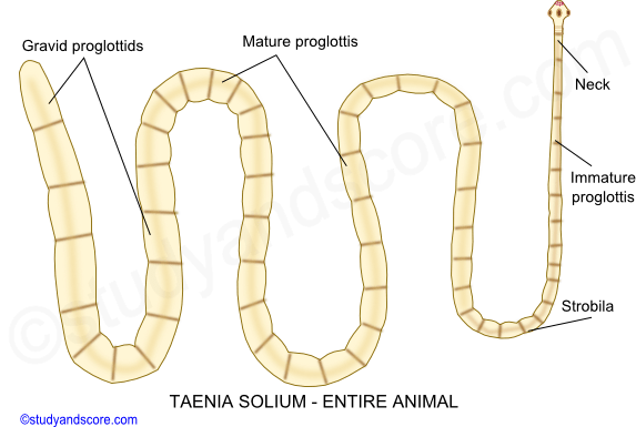 Taenia solium, front view, top view, rostellum, hooks, scolex, suckers, strobilation